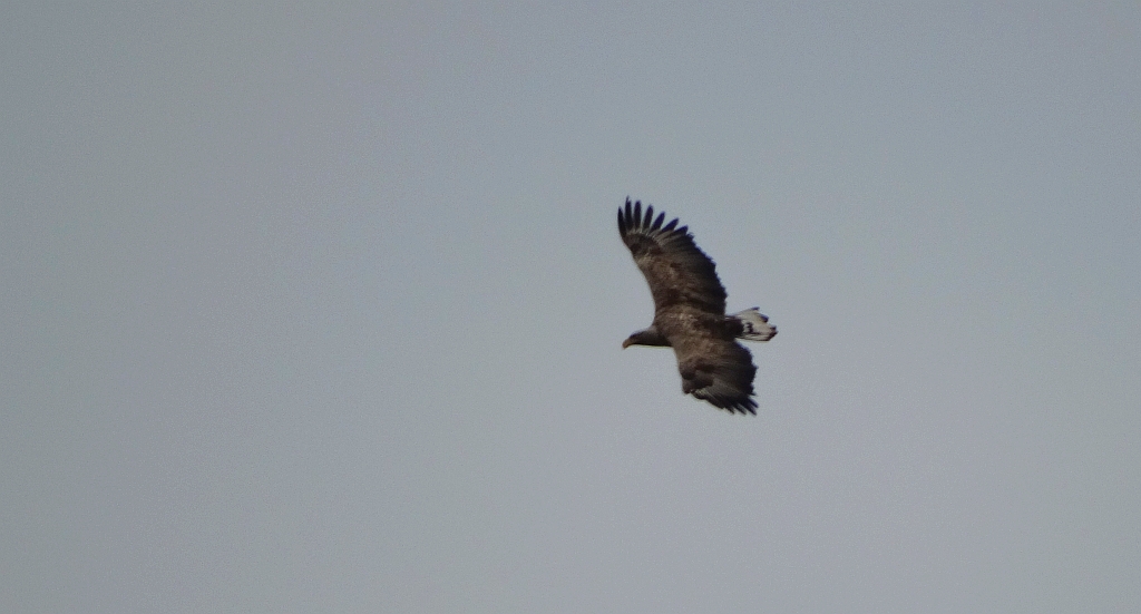 Bielik zwyczajny, bielik (Haliaeetus albicilla)