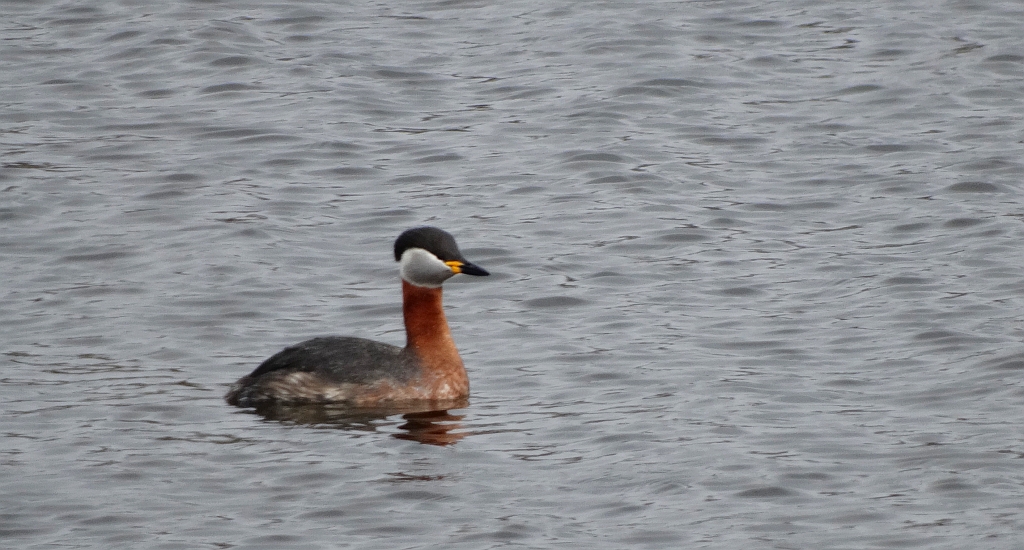Perkoz rdzawoszyi (Podiceps grisegena)