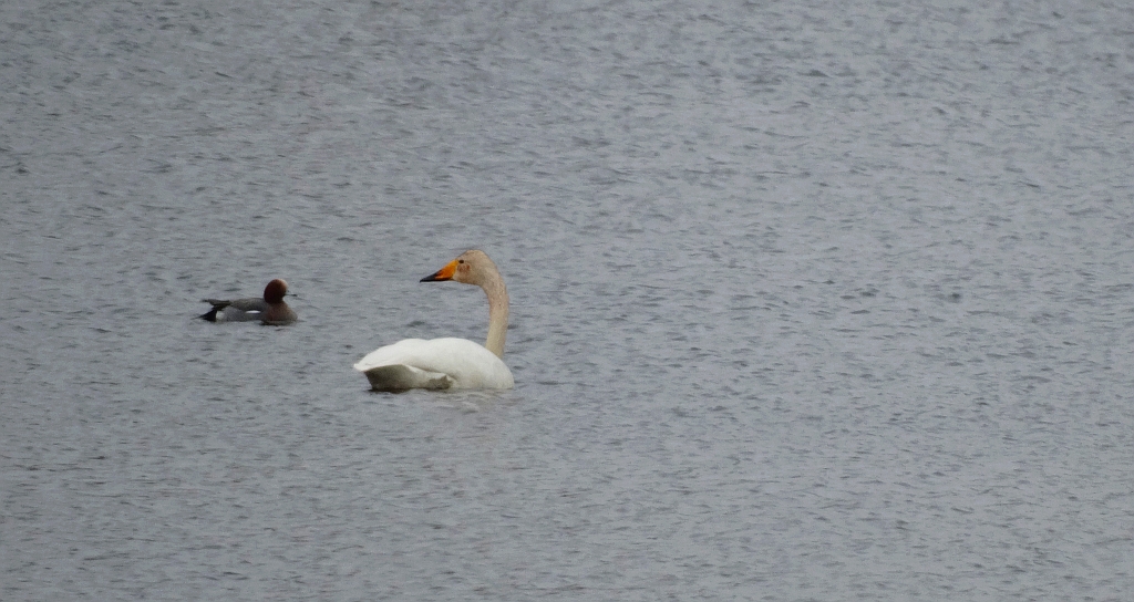 Łabędź krzykliwy (Cygnus cygnus) i świstun zwyczajny, świstun (Mareca penelope)