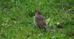 Drozd śpiewak (Turdus philomelos)