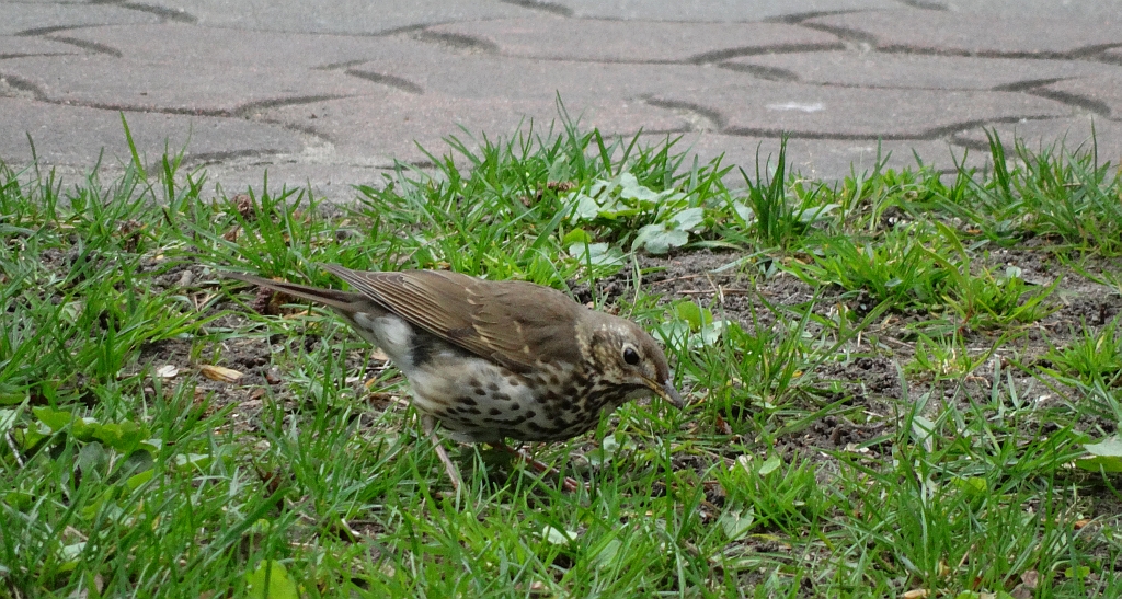 Drozd śpiewak (Turdus philomelos)