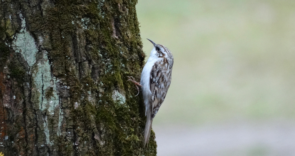 Pełzacz ogrodowy (Certhia brachydactyla)