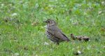 Drozd śpiewak (Turdus philomelos)