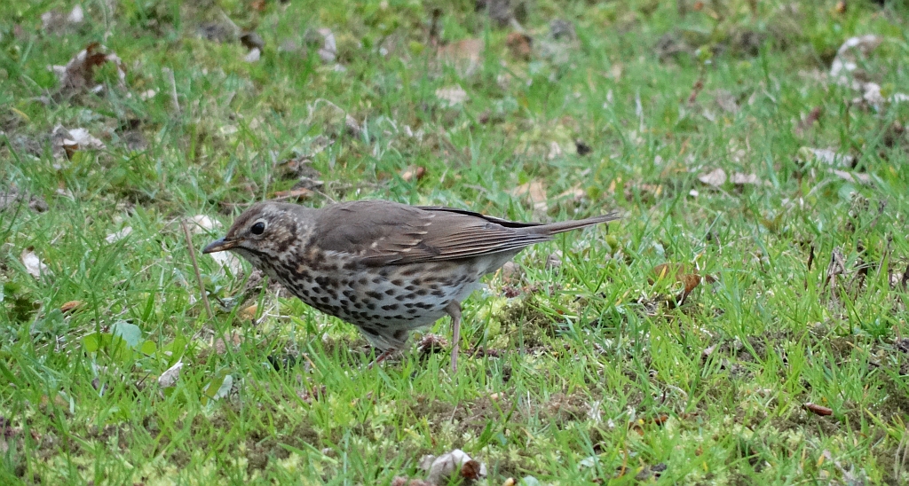 Drozd śpiewak (Turdus philomelos)