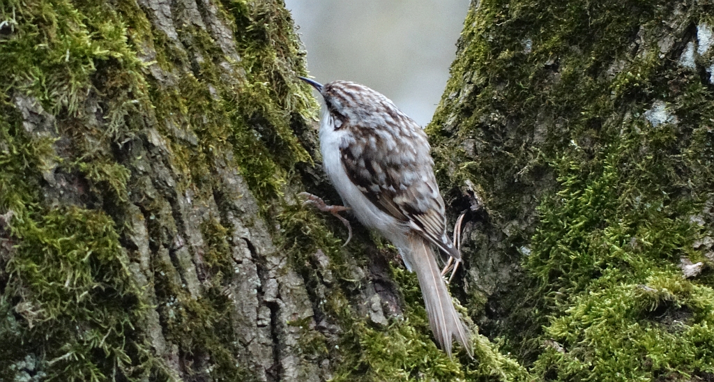 Pełzacz ogrodowy (Certhia brachydactyla)