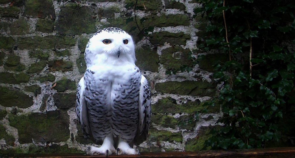 Sowa śnieżna, puchacz śnieżny (Bubo scandiacus)