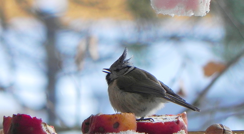 Sikora czubatka (Parus cristatus)