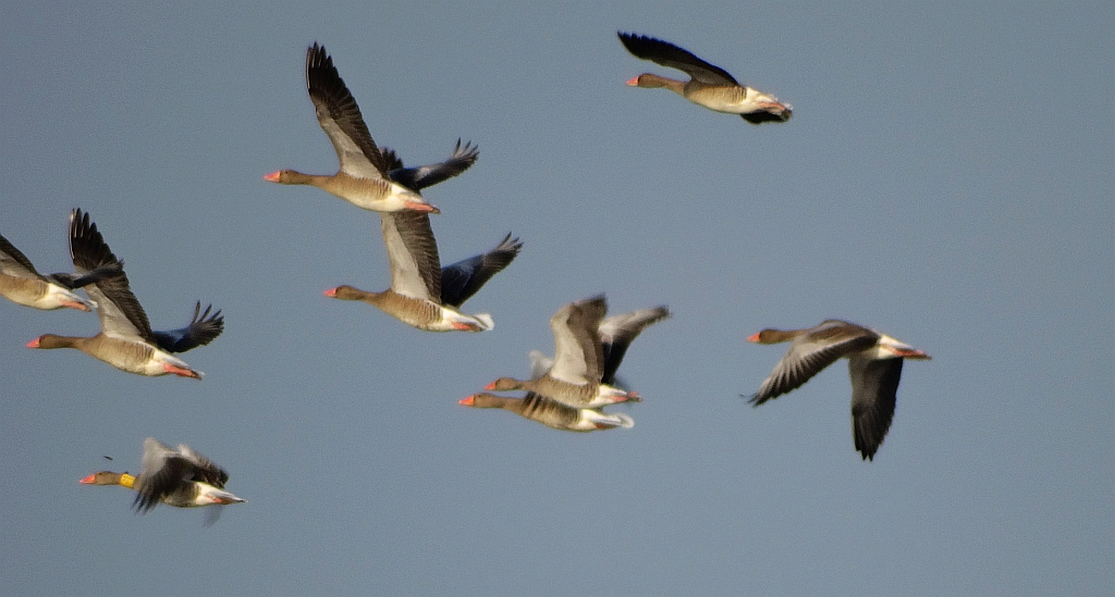 Gęgawa, gęś gęgawa (Anser anser)