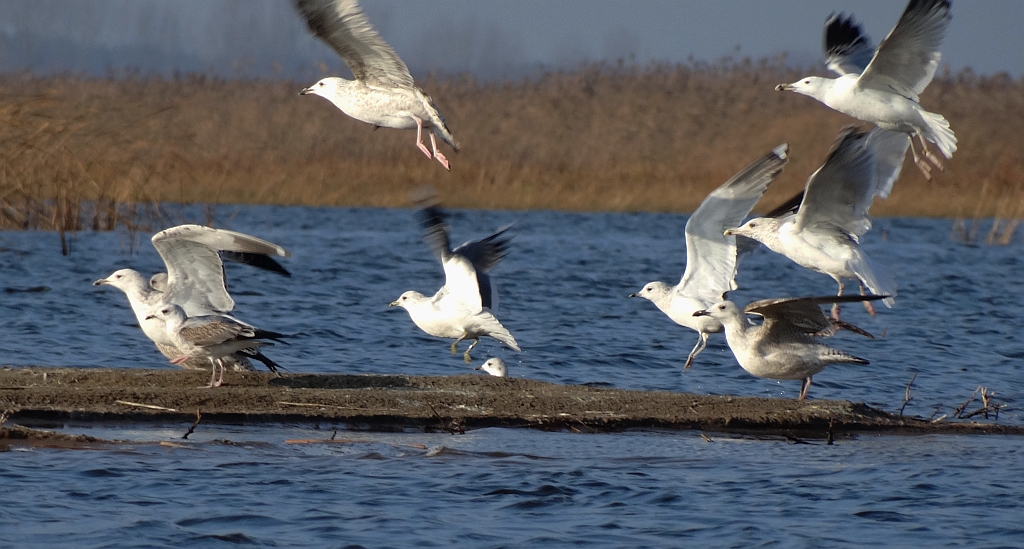 Mewa siodłata (Larus marinus)