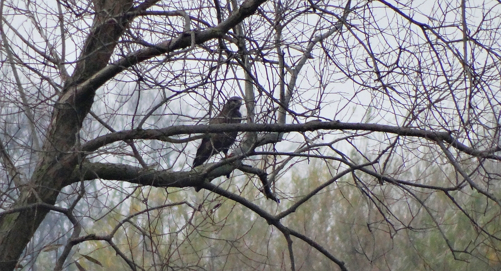Myszołów zwyczajny, myszołów (Buteo buteo)
