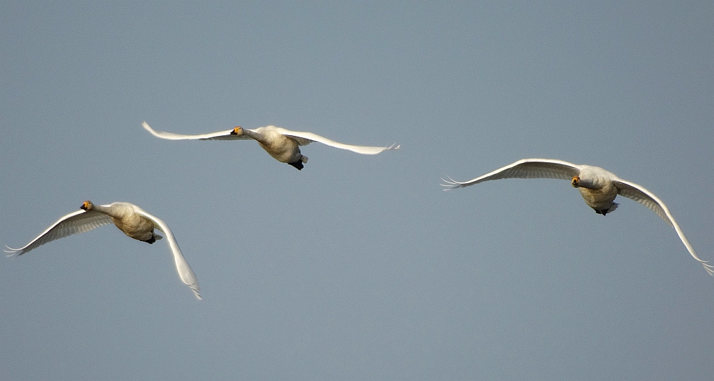 Łabędź krzykliwy (Cygnus cygnus)
