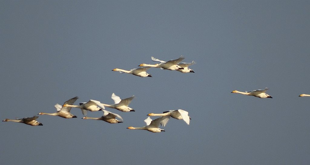 Łabędź krzykliwy (Cygnus cygnus)