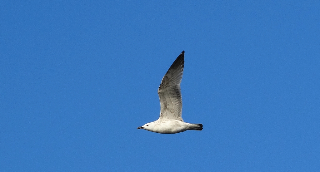 Mewa pospolita, mewa siwa (Larus canus), a może  mewa białogłowa (Larus cachinnans)