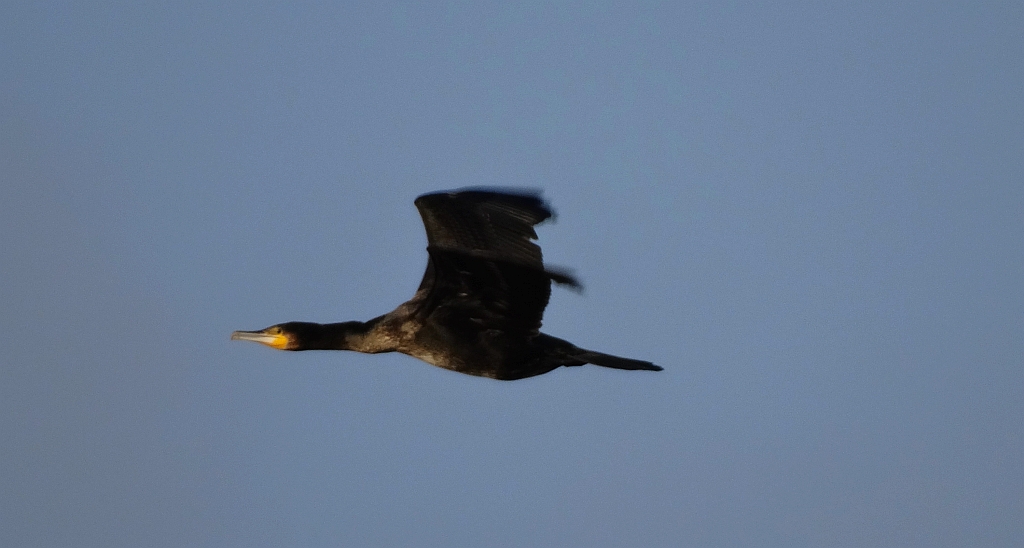 Kormoran zwyczajny, kormoran czarny (Phalacrocorax carbo)