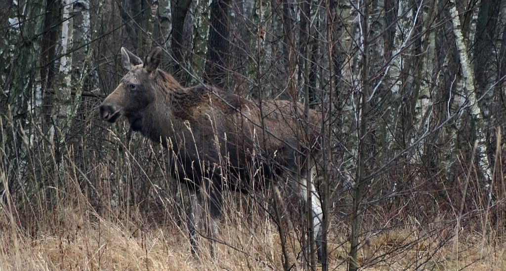 Łoś (Alces alces)