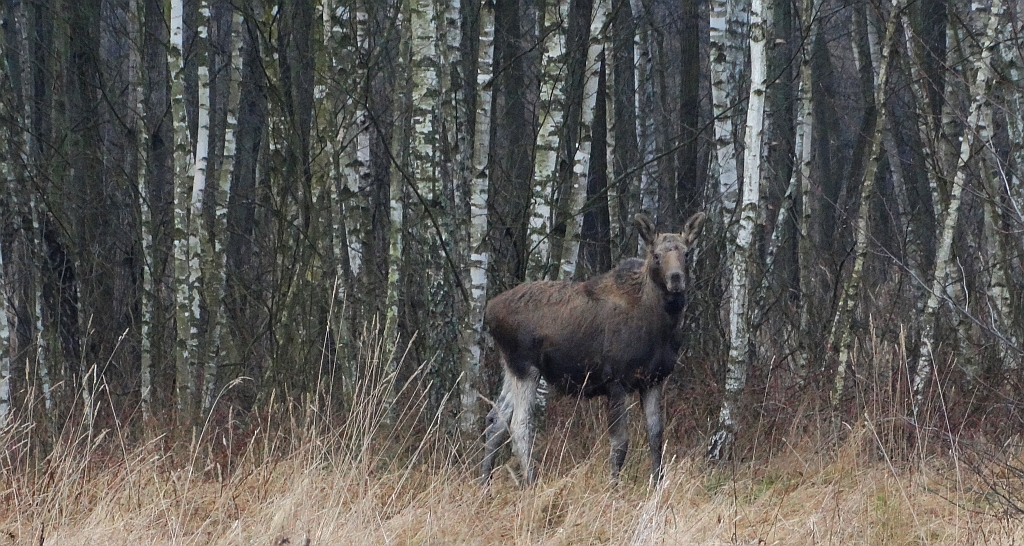Łoś (Alces alces)