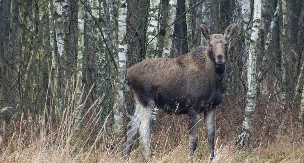Łoś (Alces alces)
