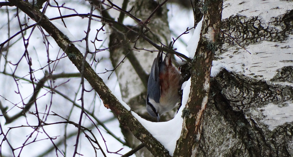 Kowalik, kowalik zwyczajny, bargiel (Sitta europaea)