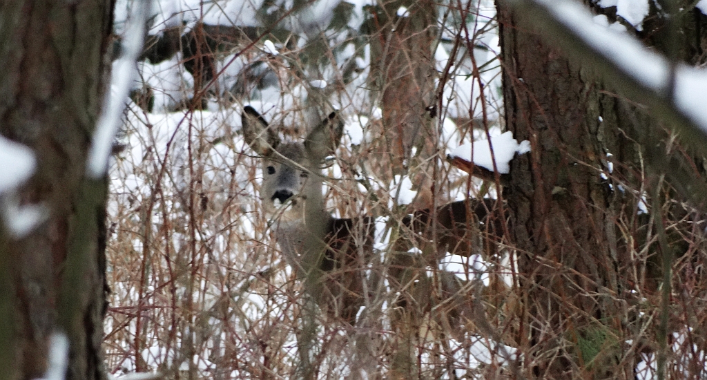 Sarna europejska, sarna (Capreolus capreolus)