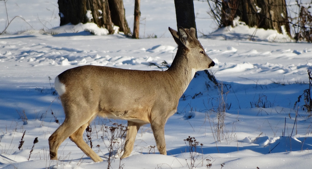 Sarna europejska, sarna (Capreolus capreolus)