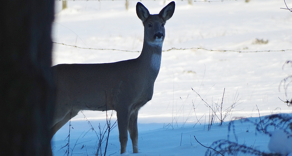 Sarna europejska, sarna (Capreolus capreolus)