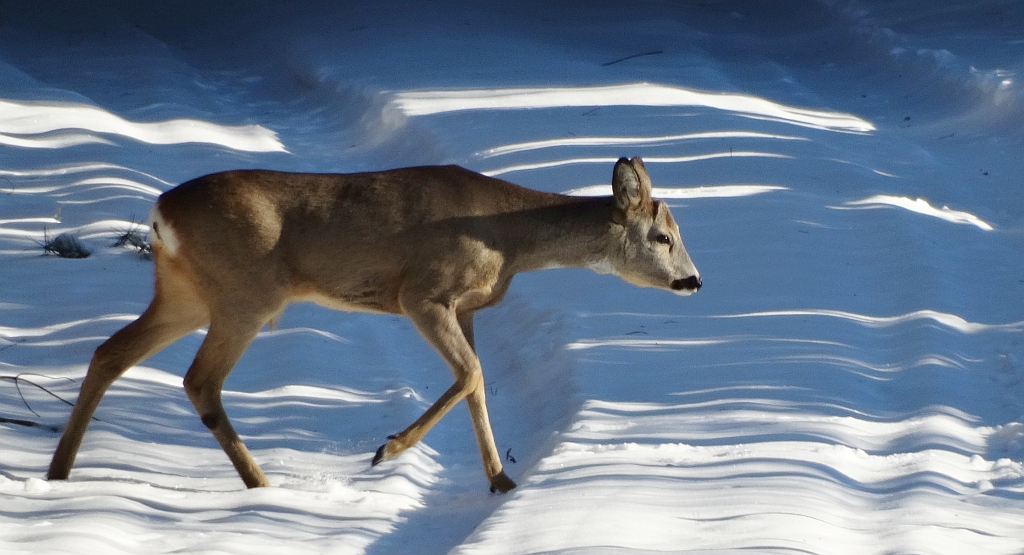 Sarna europejska, sarna (Capreolus capreolus)