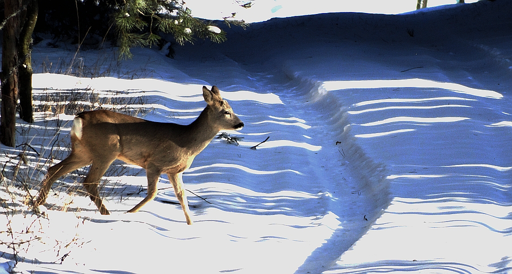 Sarna europejska, sarna (Capreolus capreolus)