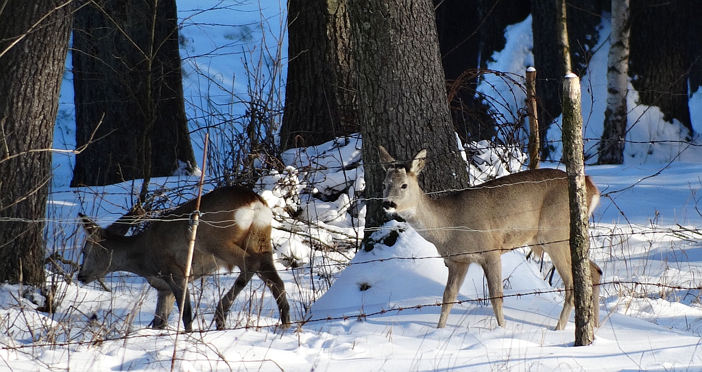 Sarna europejska, sarna (Capreolus capreolus)