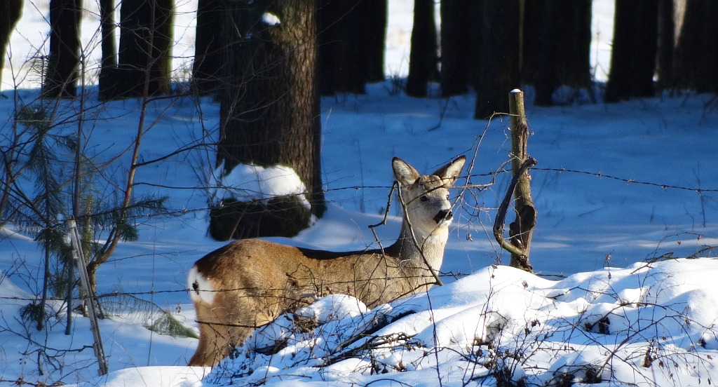 Sarna europejska, sarna (Capreolus capreolus)