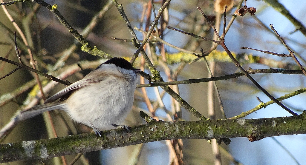 Sikora uboga (Parus palustrlis)