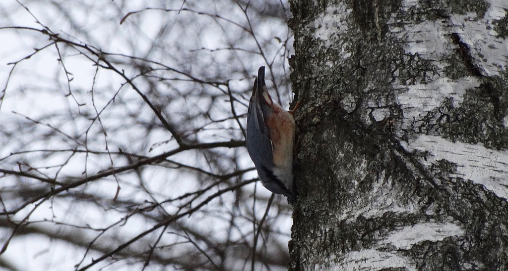 Kowalik, kowalik zwyczajny, bargiel (Sitta europaea)