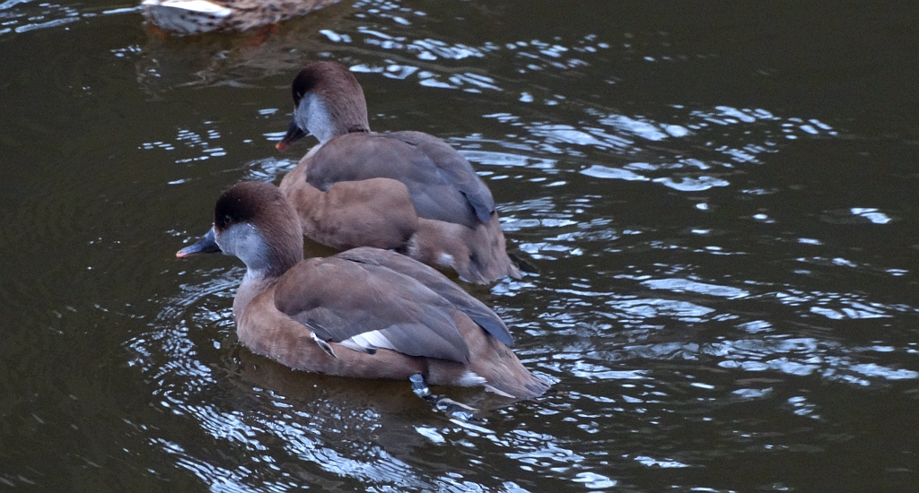 Hełmiatka zwyczajna, hełmiatka, kaczka hełmiasta (Netta rufina)