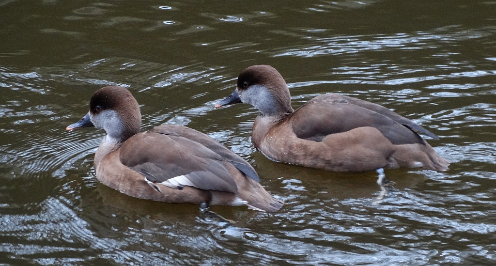 Hełmiatka zwyczajna, hełmiatka, kaczka hełmiasta (Netta rufina)