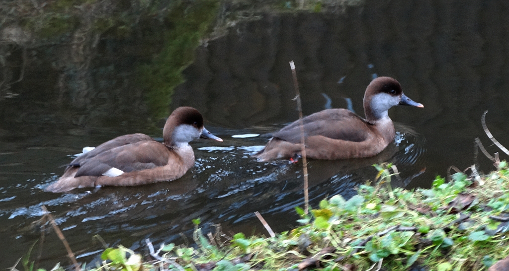 Hełmiatka zwyczajna, hełmiatka, kaczka hełmiasta (Netta rufina)