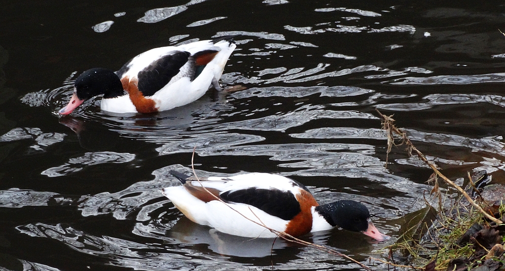 Ohar, podgorzelec, kaczka norowa (Tadorna tadorna)