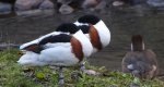 Ohar, podgorzelec, kaczka norowa (Tadorna tadorna)
