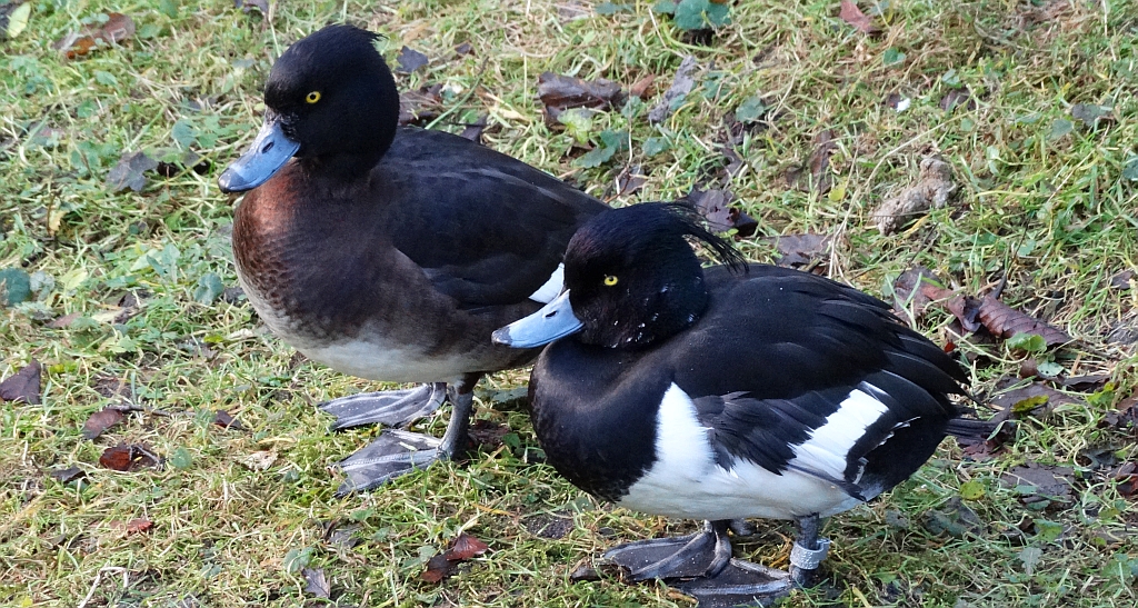 Czernica, kaczka czernica, (Aythya fuligula)