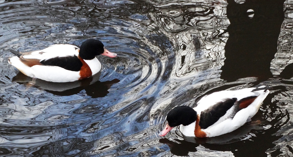 Ohar, podgorzelec, kaczka norowa (Tadorna tadorna)