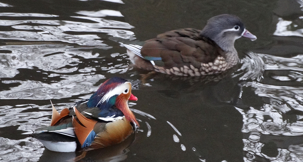 Mandarynka, kaczka mandarynka (Aix galericulata)