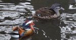 Mandarynka, kaczka mandarynka (Aix galericulata)