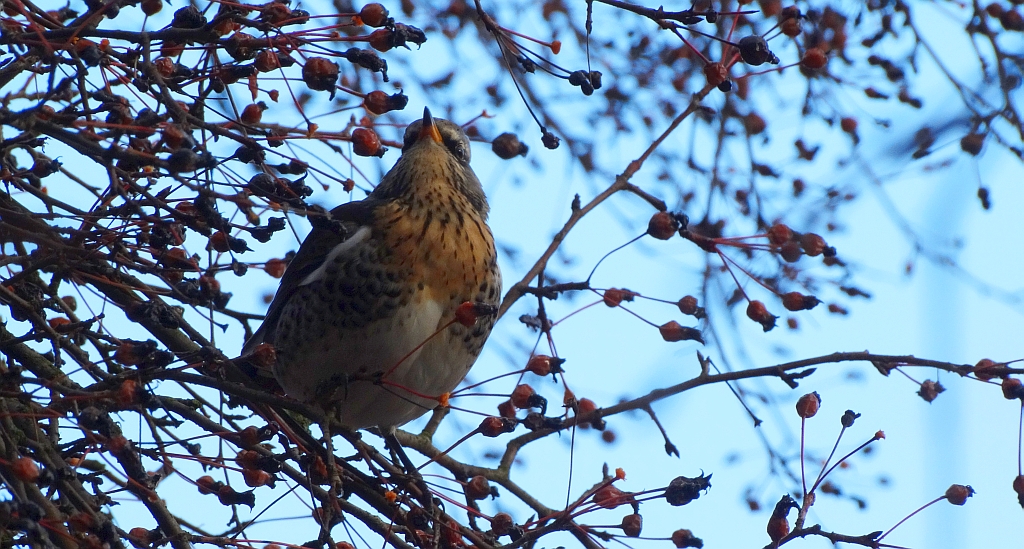 Kwiczoł (Turdus pilaris)