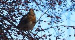 Kwiczoł (Turdus pilaris)