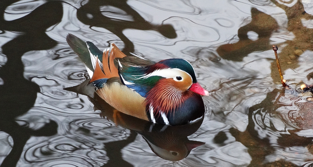 Mandarynka, kaczka mandarynka (Aix galericulata)