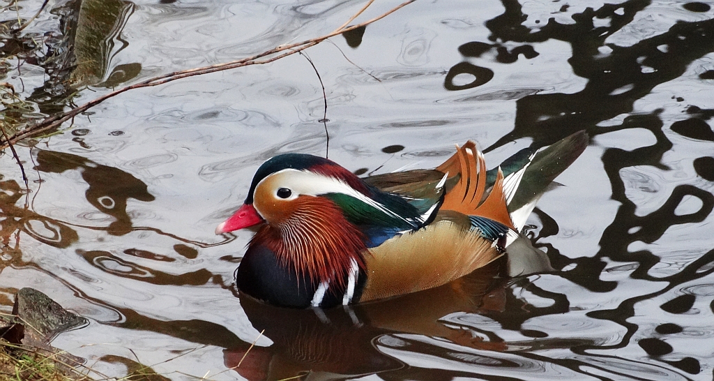 Mandarynka, kaczka mandarynka (Aix galericulata)
