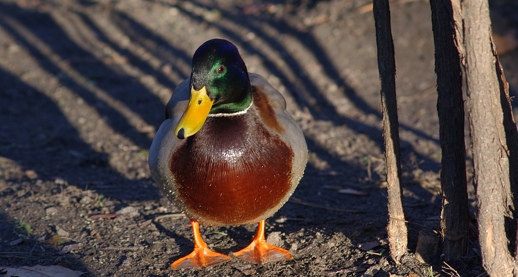 Krzyżówka, kaczka krzyżówka (Anas platyrhynchos)