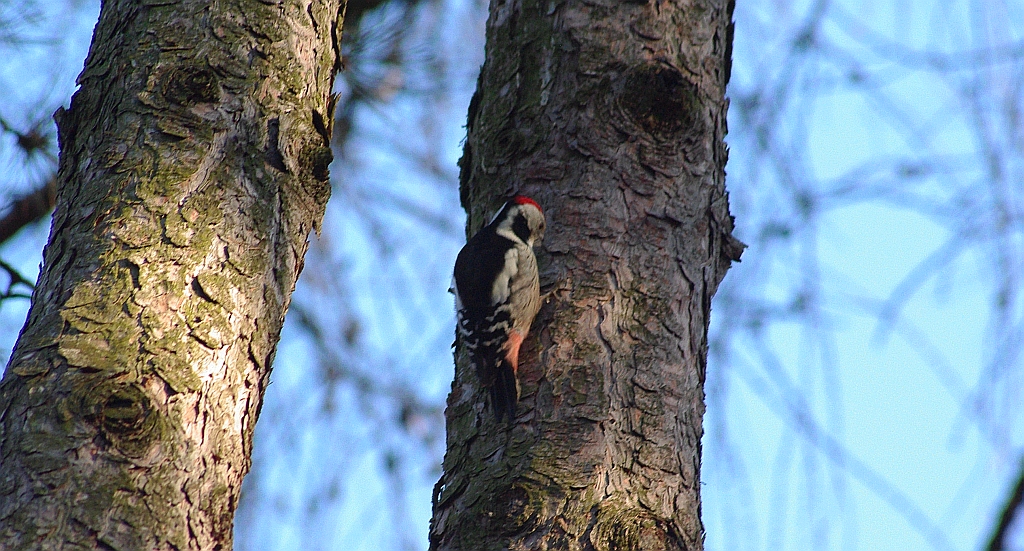 Dzięcioł średni (Dendrocopos medius)