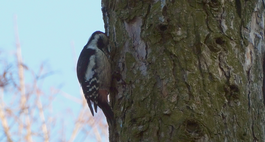 Dzięcioł średni (Dendrocopos medius)