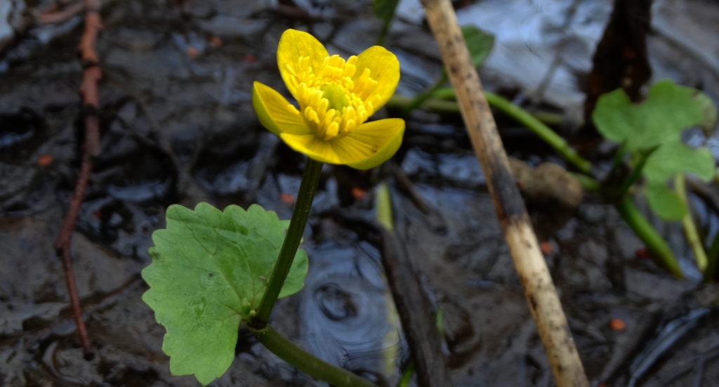 Knieć błotna, kaczeniec, kaczyniec, kaczyniec błotny (Caltha palustris L.)