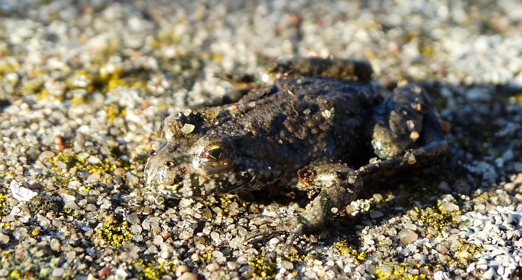 Kumak nizinny (Bombina bombina)