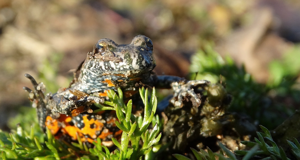 Kumak nizinny (Bombina bombina)